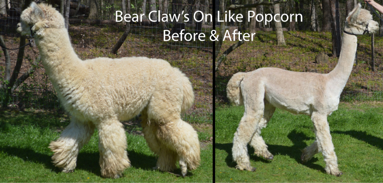 7 Facts About Baby Alpacas You Need to Know - Sweet Home Alpaca